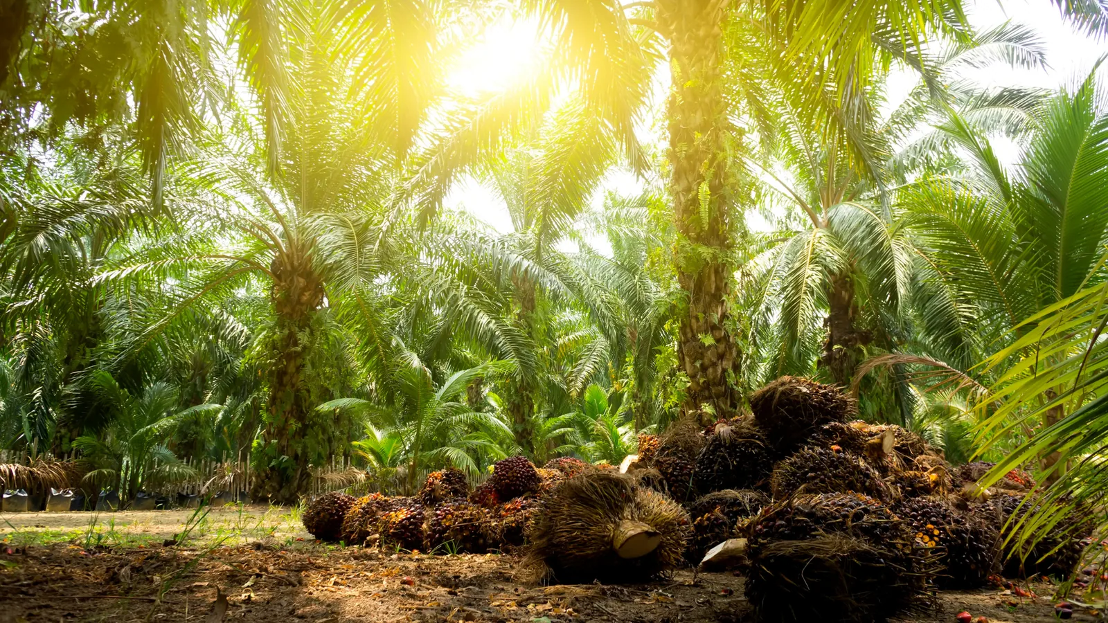 Can plantations in Malaysia survive the labour drought?